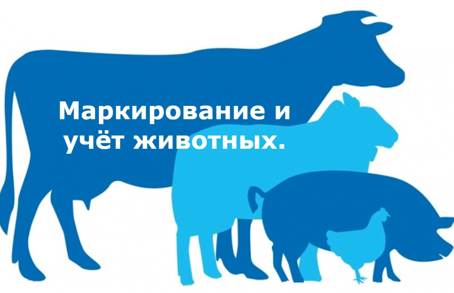 Маркирование и учет животных — важная мера для обеспечения ветеринарной безопасности